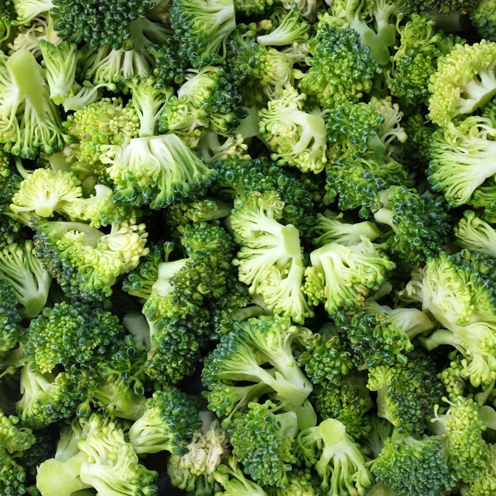 Organic Broccoli Ramoso Calabrese - Brassica oleracea italica