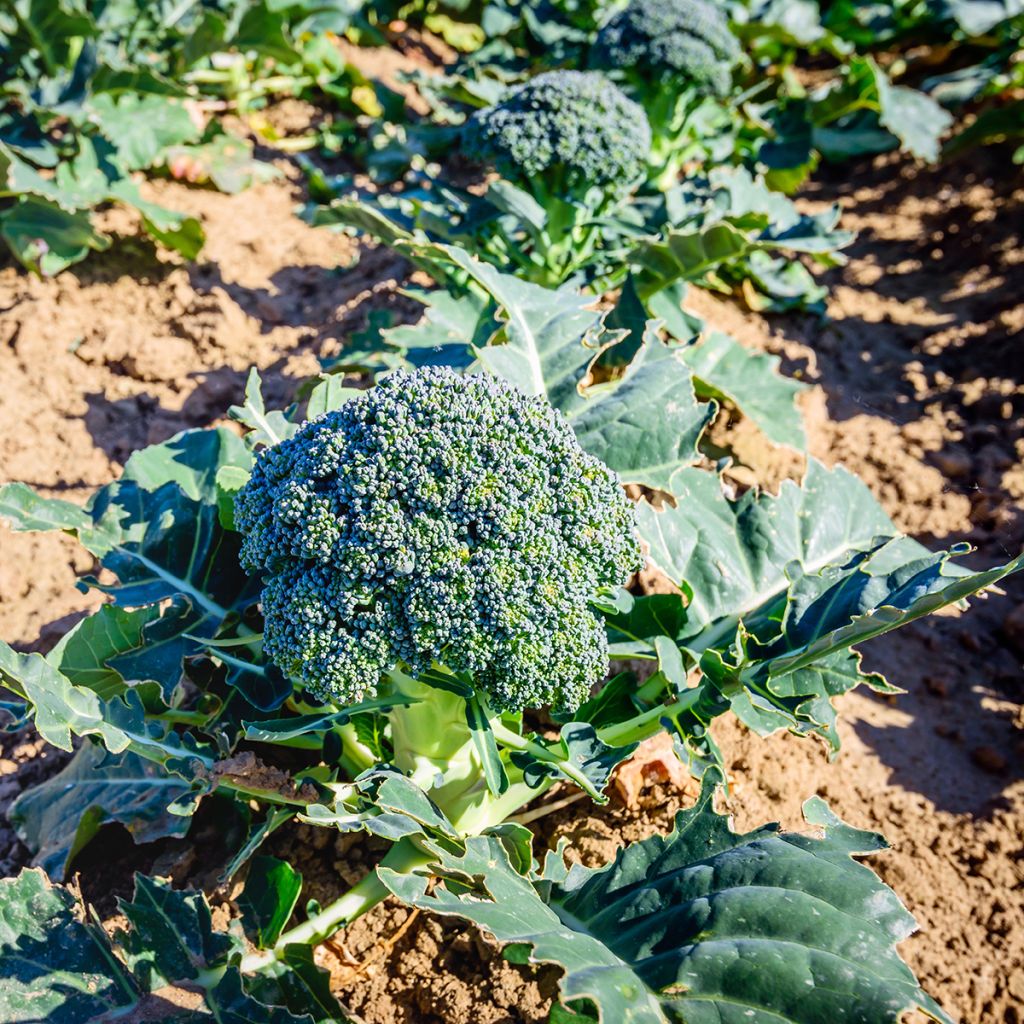 Organic Broccoli Ramoso Calabrese - Brassica oleracea italica