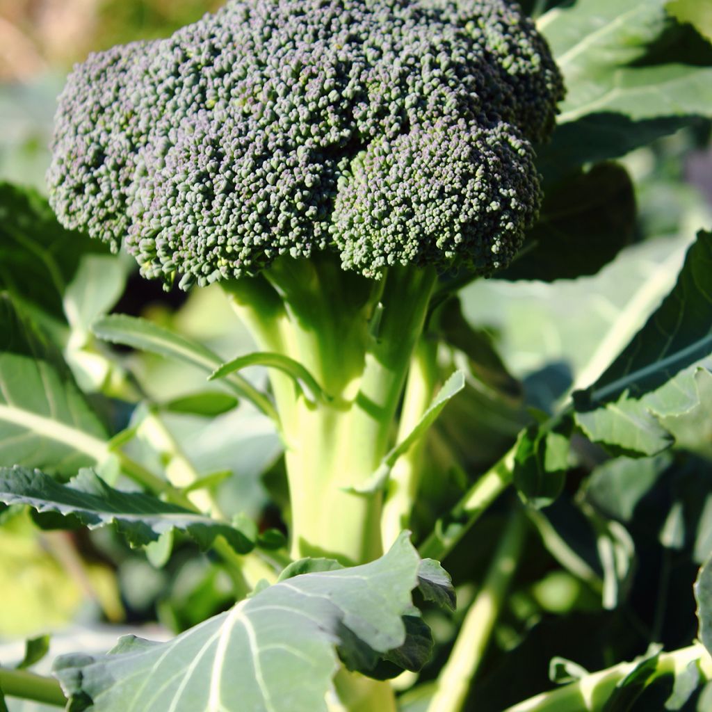 Organic Broccoli Ramoso Calabrese - Brassica oleracea italica