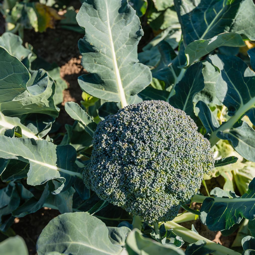 Organic Broccoli Ramoso Calabrese - Brassica oleracea italica