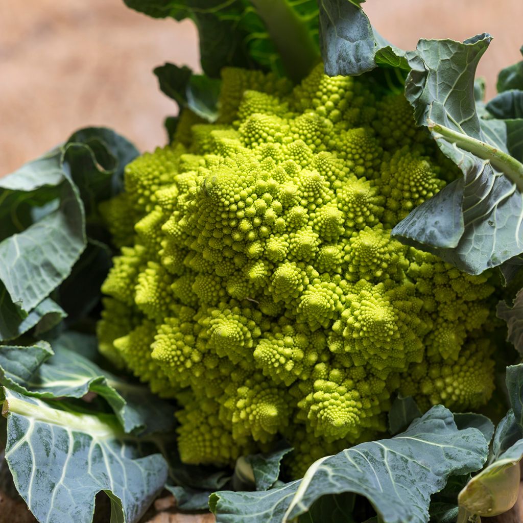 Romanesco Broccoli - Ferme de Sainte Marthe Seeds