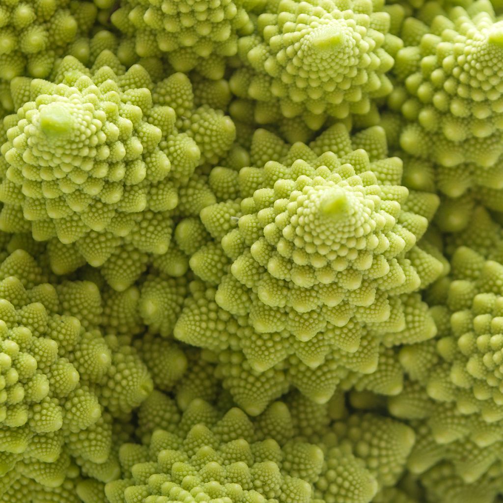 Romanesco Broccoli - Ferme de Sainte Marthe Seeds