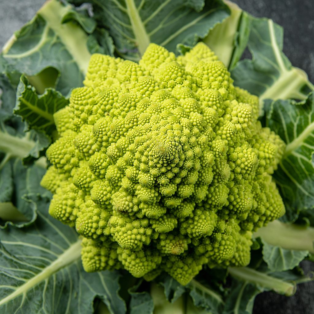 Romanesco Broccoli - Ferme de Sainte Marthe Seeds