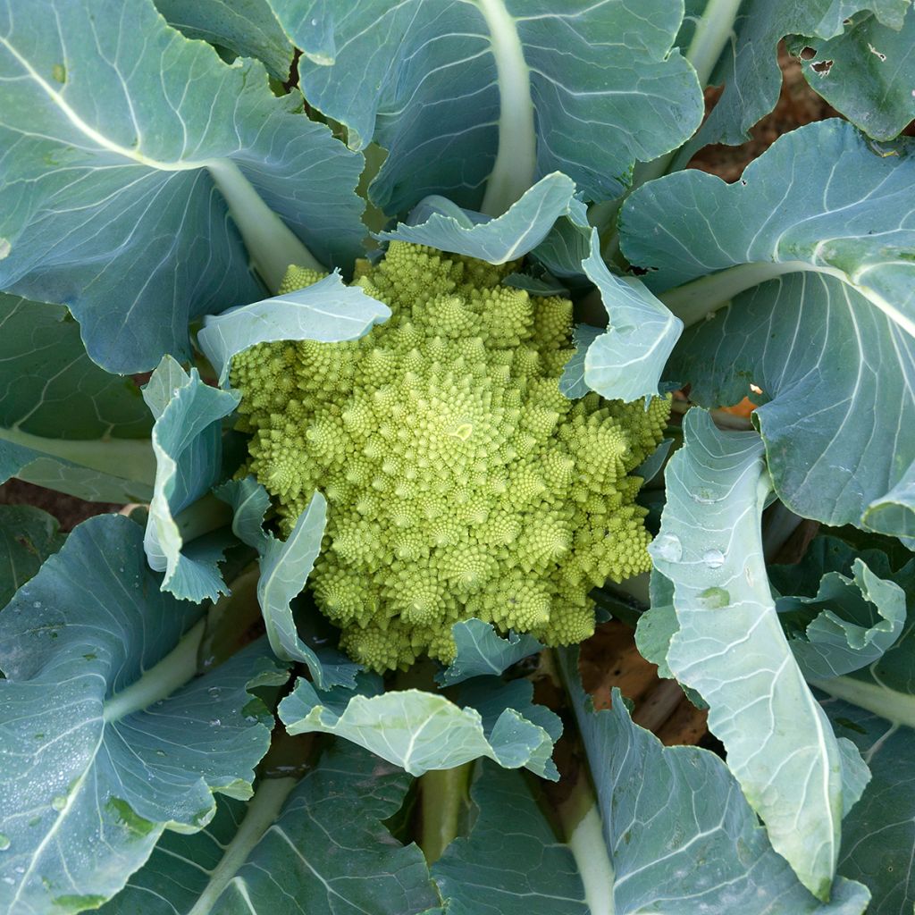 Romanesco Broccoli