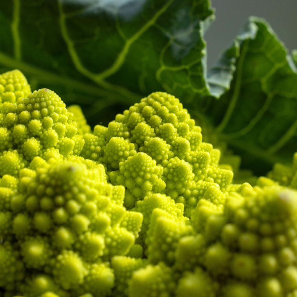 Romanesco Broccoli