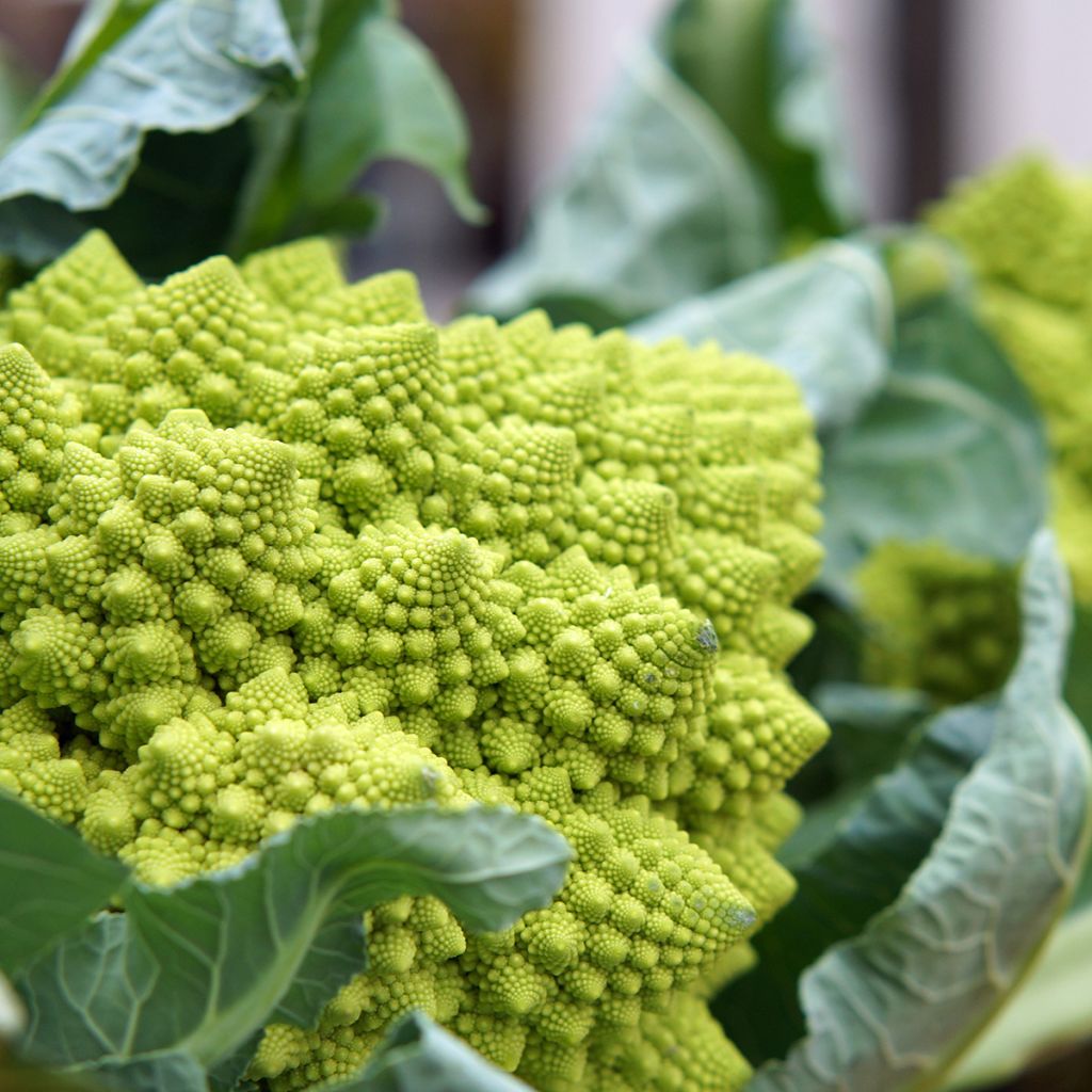 Romanesco Broccoli