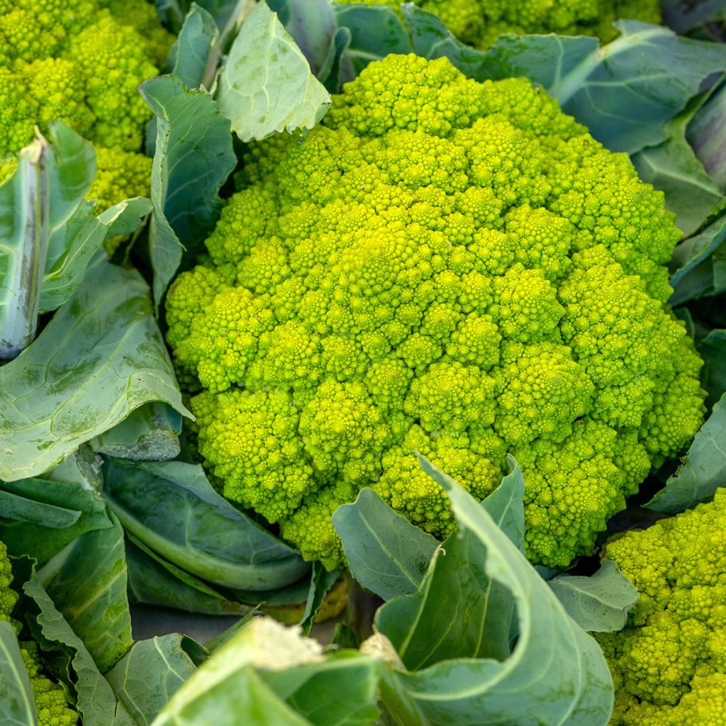 Romanesco Broccoli