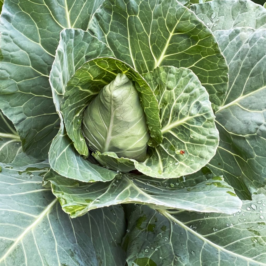 Cabbage Advantage F1