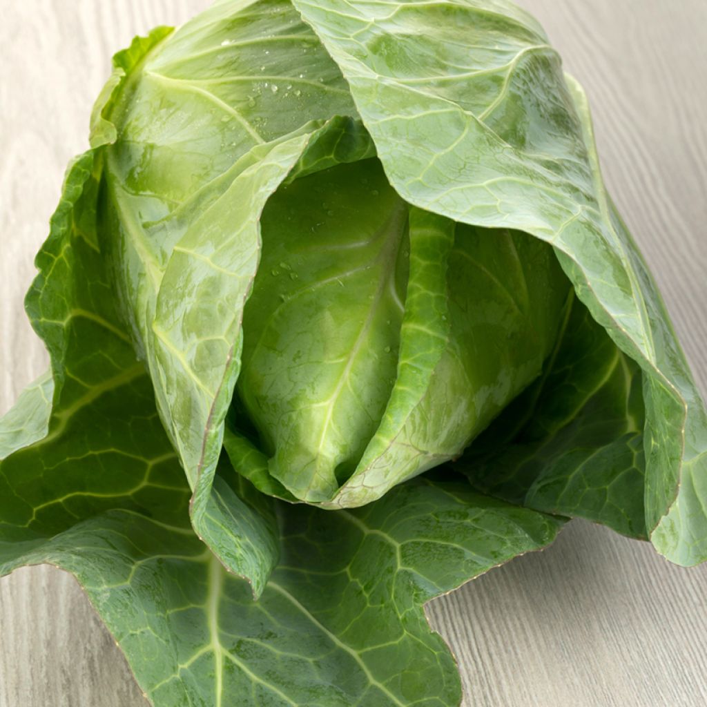 Cabbage April - Brassica oleracea capitata