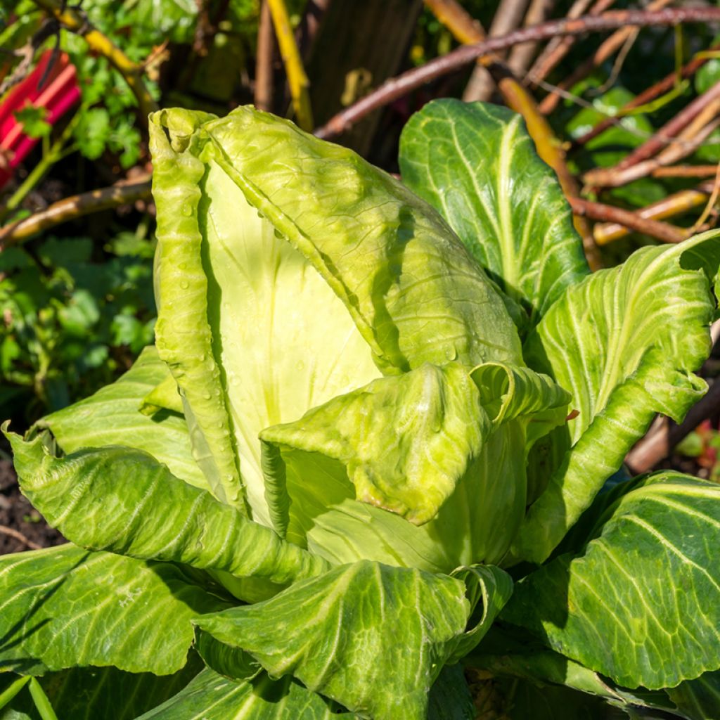 Cabbage Greyhound - Brassica oleracea capitata