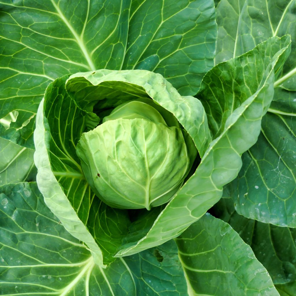 Cabbage Greyhound - Brassica oleracea capitata
