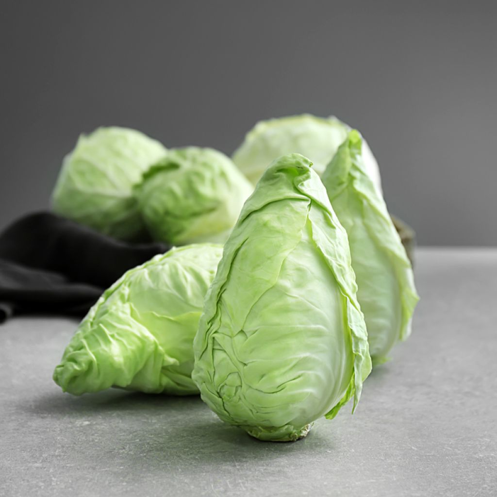 Cabbage Hispi F1 - Brassica oleracea capitata