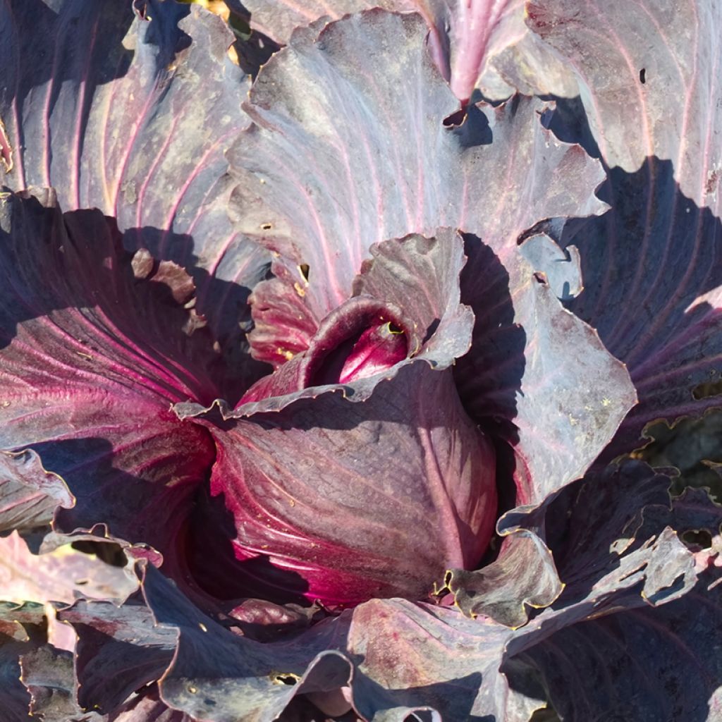 Cabbage Kalibos (Filderkraut) F1 - Brassica oleracea capitata