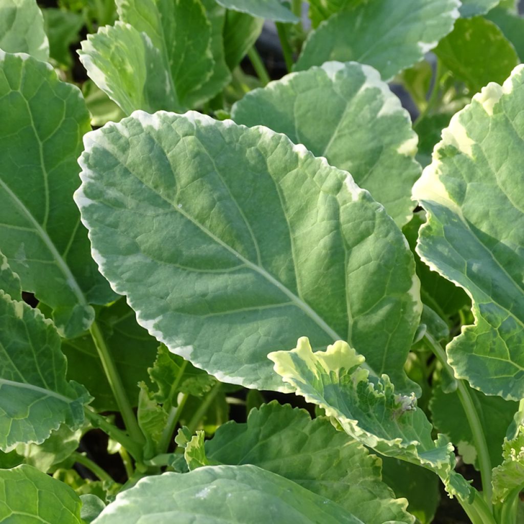 Chou perpétuel Daubenton Popof panaché BIO - Brassica oleracea