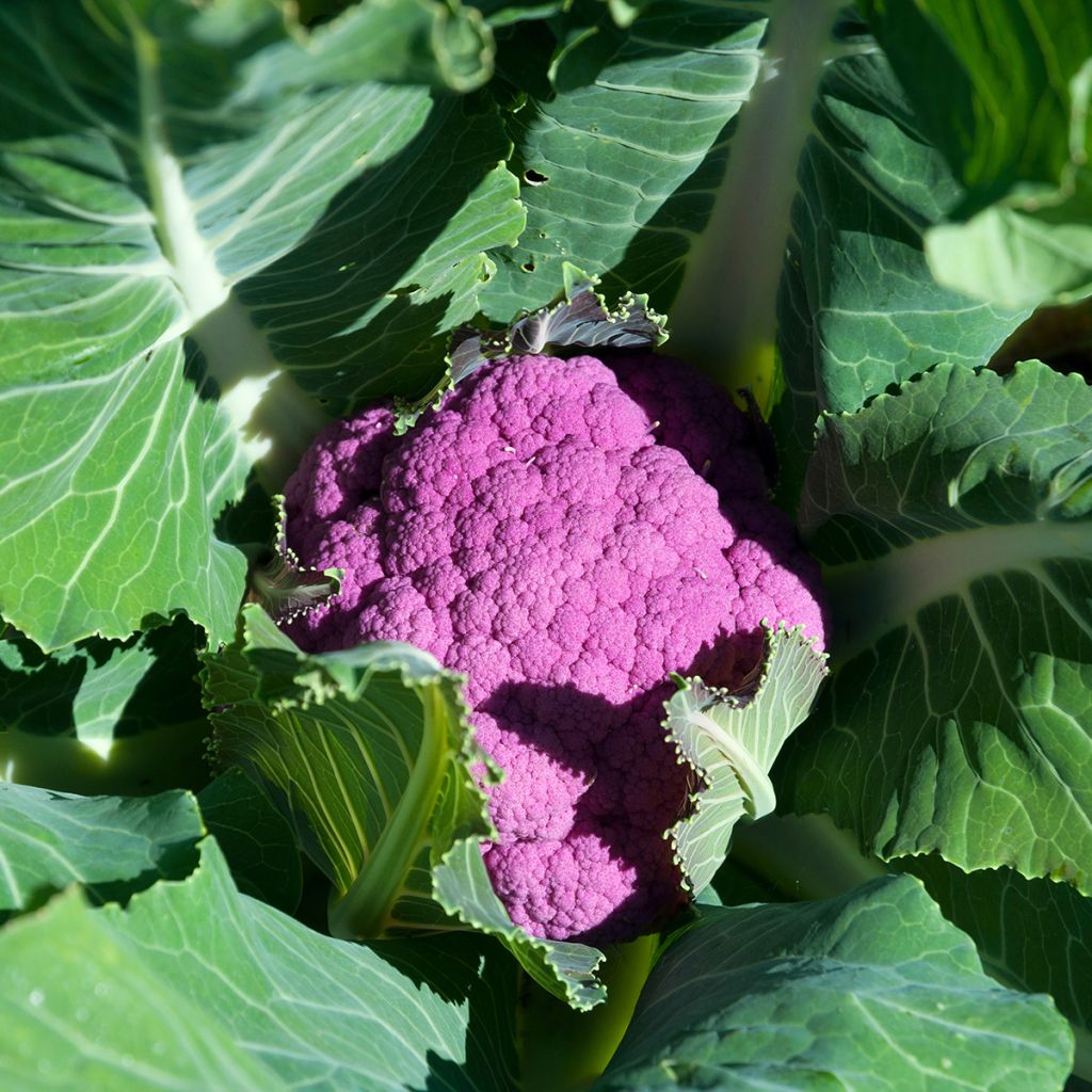 Cauliflower Graffiti F1 (purple)