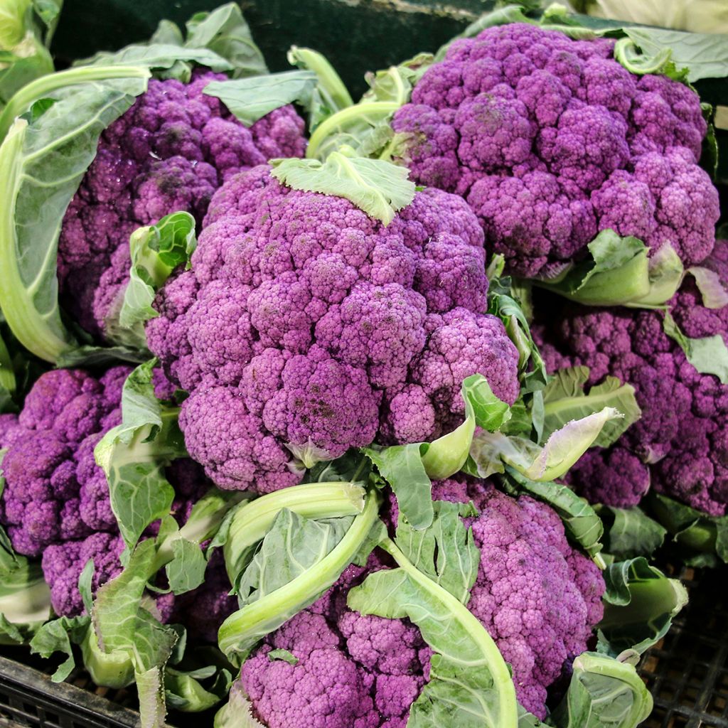 Cauliflower Graffiti F1 (purple)