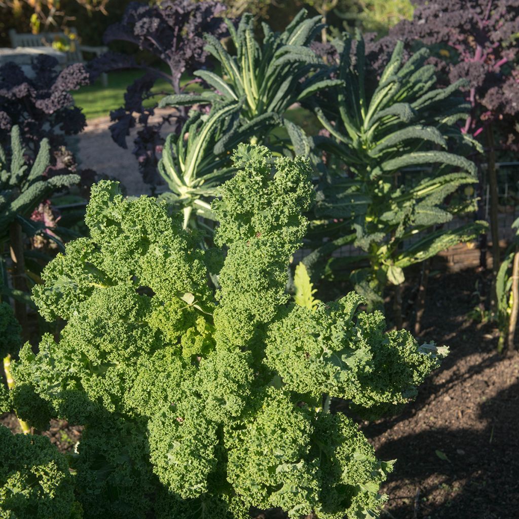 Kale Dwarf Green Curled - Brassica oleracea acephala