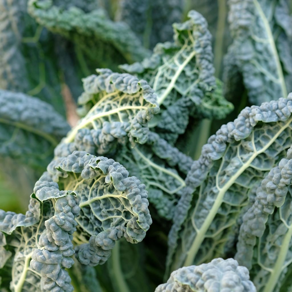 Tuscan Kale Nero di Toscana Organic - Lacinato kale