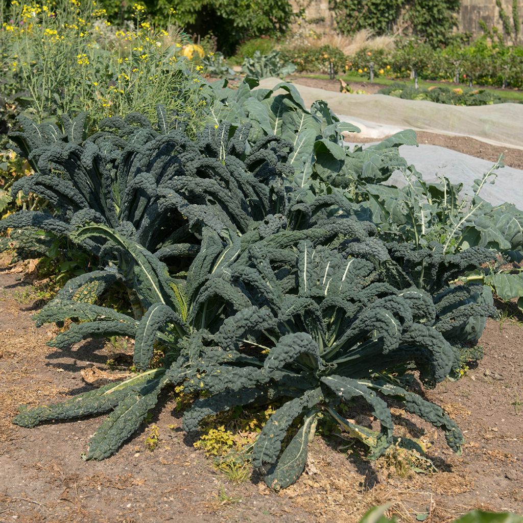 Tuscan Kale Nero di Toscana Organic - Lacinato kale
