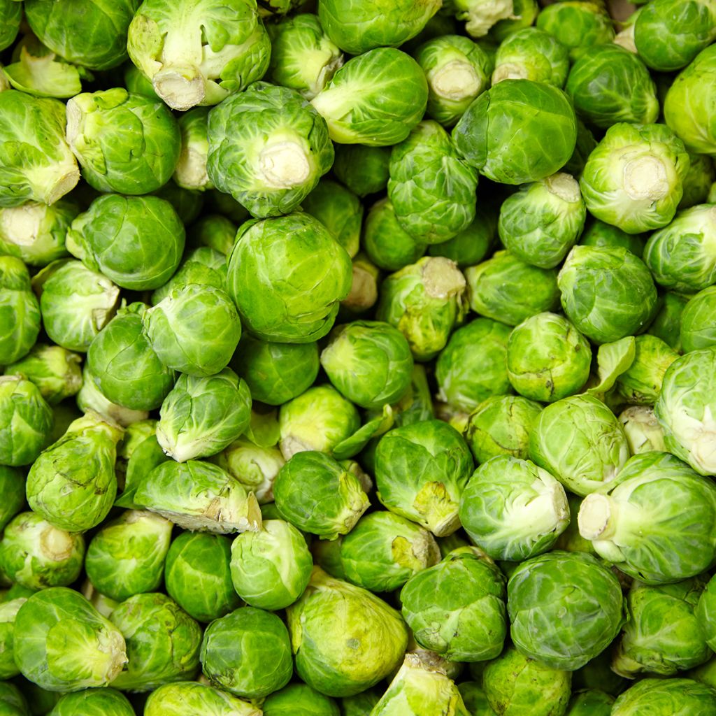 Brussels sprouts Igor F1