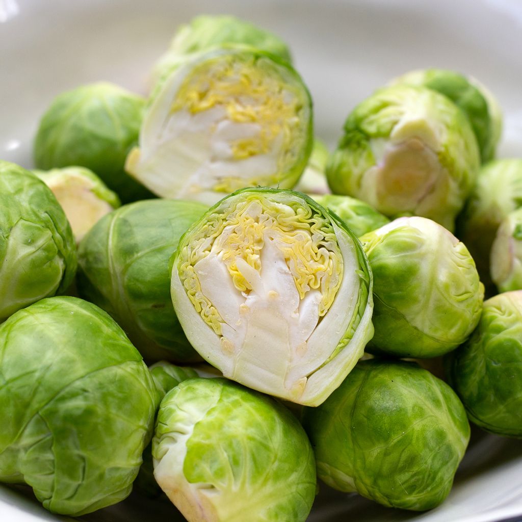 Brussels sprouts Igor F1