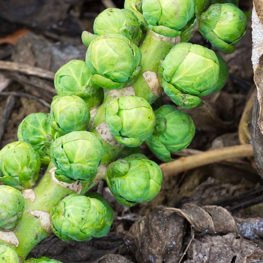 Brussels sprouts Igor F1