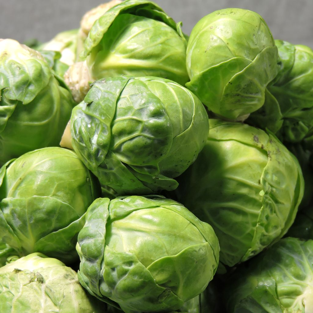 Brussels sprouts Igor F1