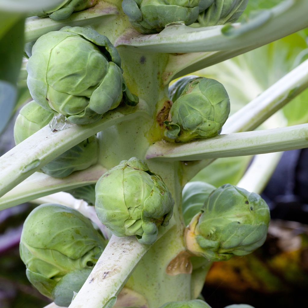 Brussels sprouts Igor F1