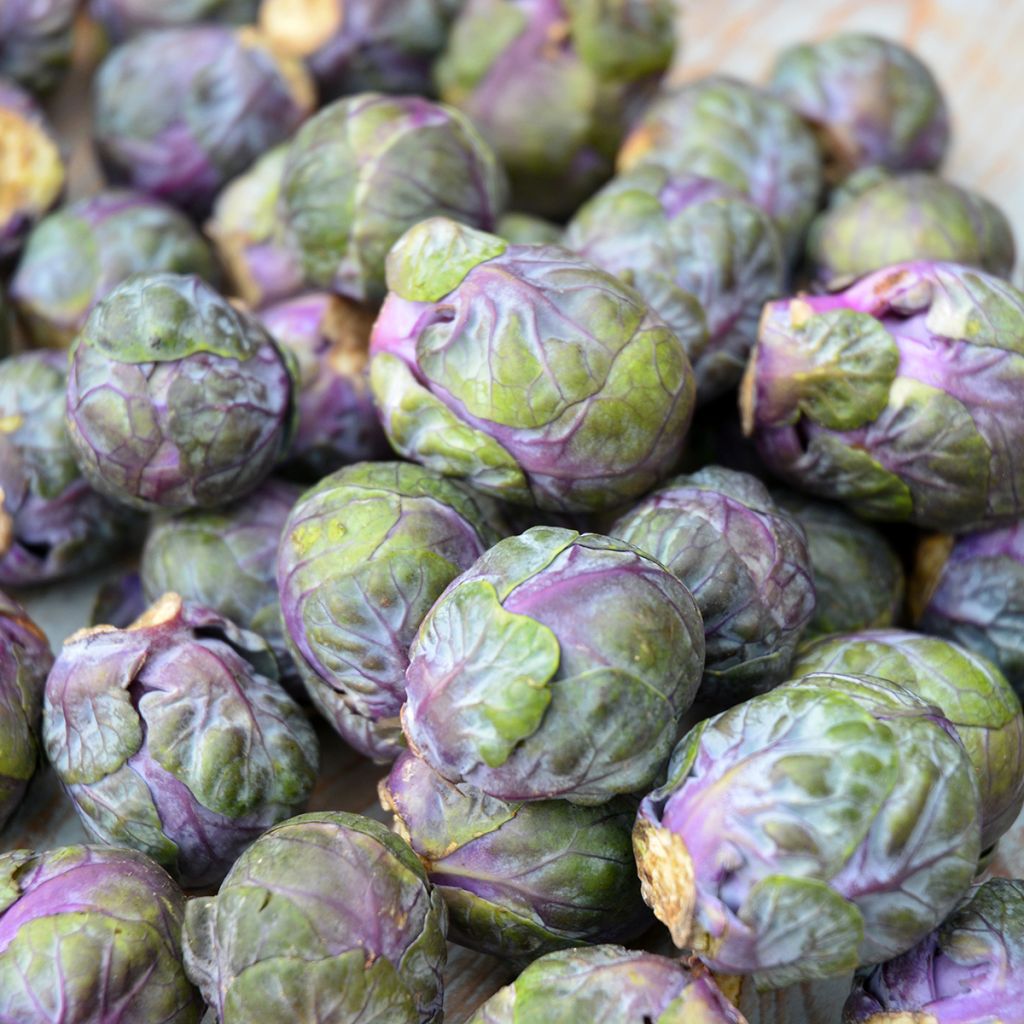 Brussels sprouts Red Rubine - Ferme de Sainte Marthe Seeds