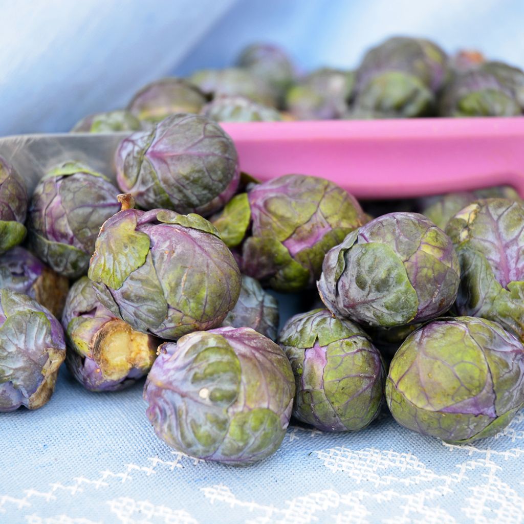 Brussels sprouts Red Rubine - Ferme de Sainte Marthe Seeds
