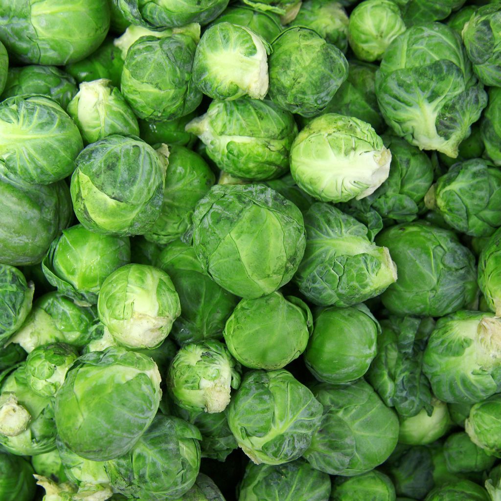 Brussels Sprouts Rosny - Brassica oleracea gemmifera