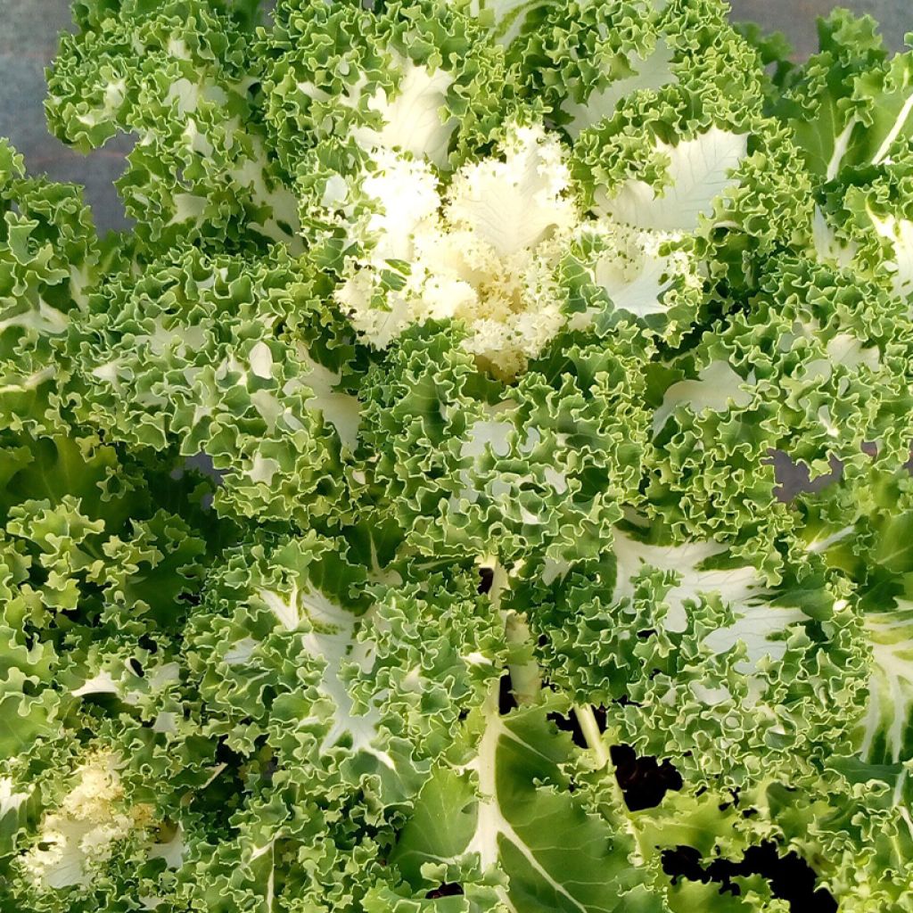 Brassica oleracea Kale Frost Byte F1