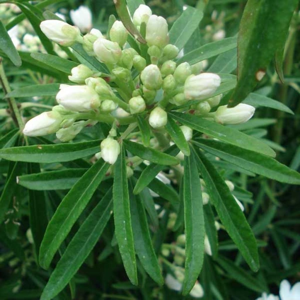 Choisya Aztec Pearl - Mexican Orange Blossom