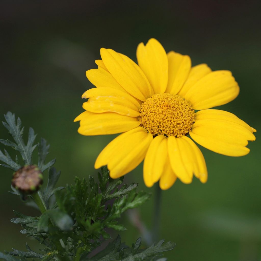 Chrysanthème des Moissons Bio - Ferme de Sainte Marthe