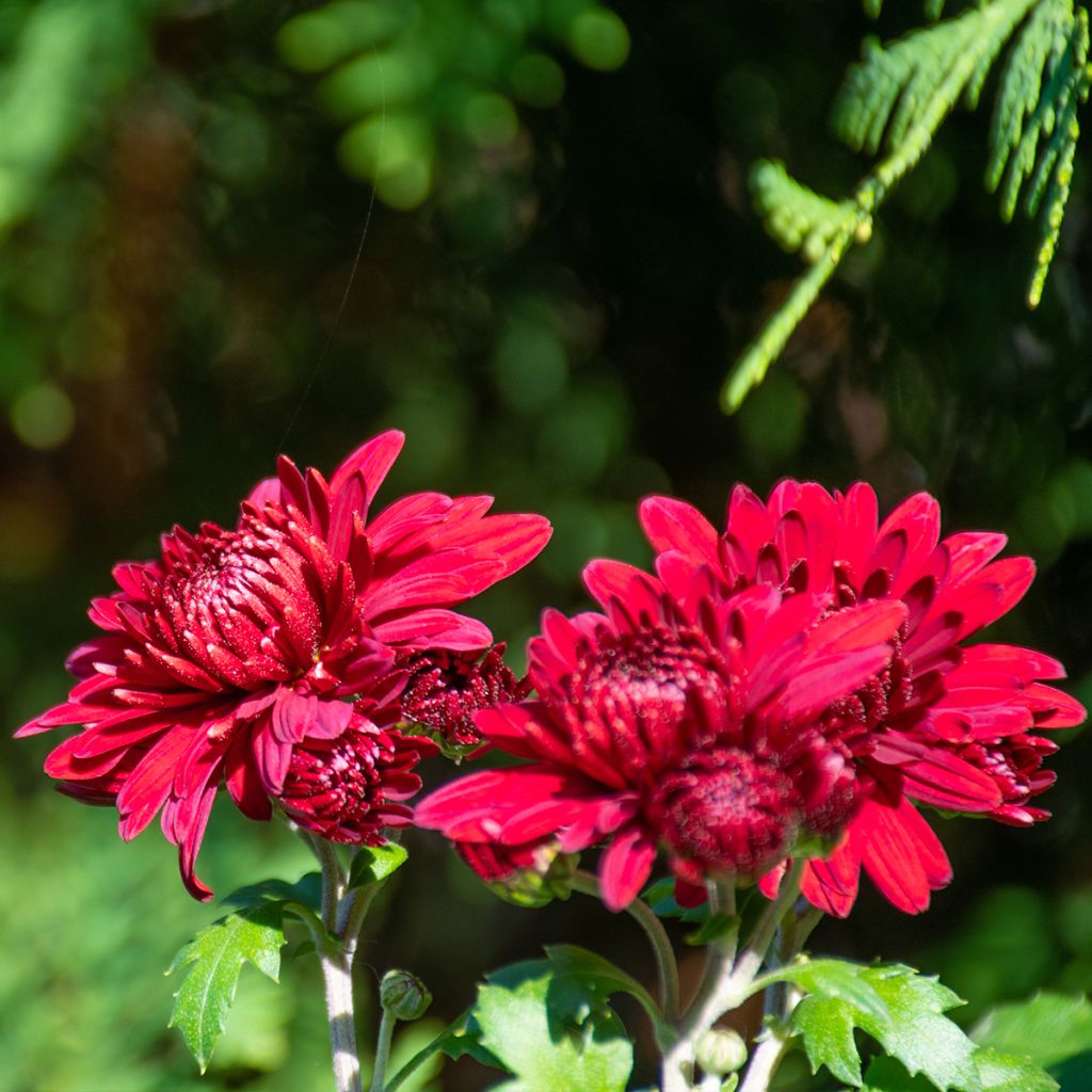 Chrysanthemum indicum Herbstrubin