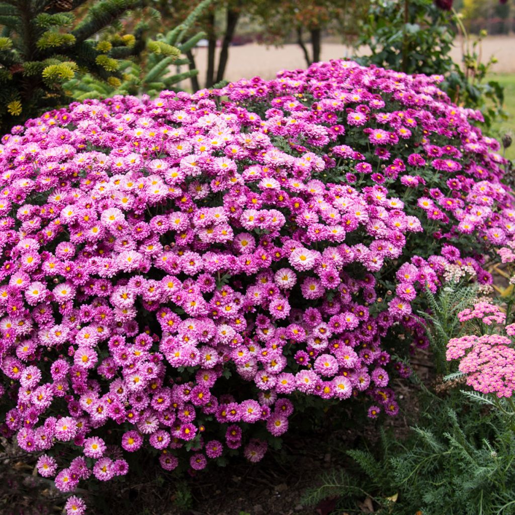 Chrysanthemum indicum Mei Kyo