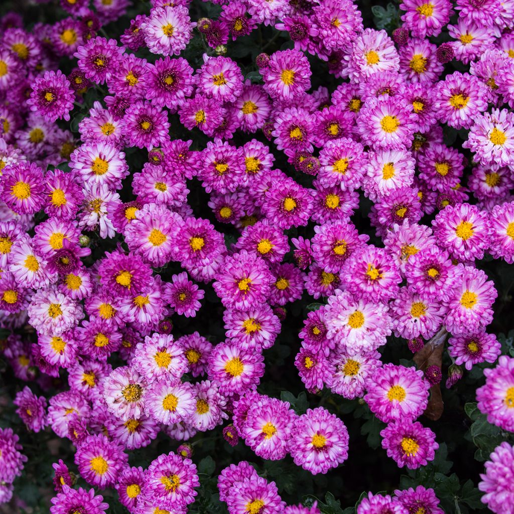 Chrysanthemum indicum Mei Kyo