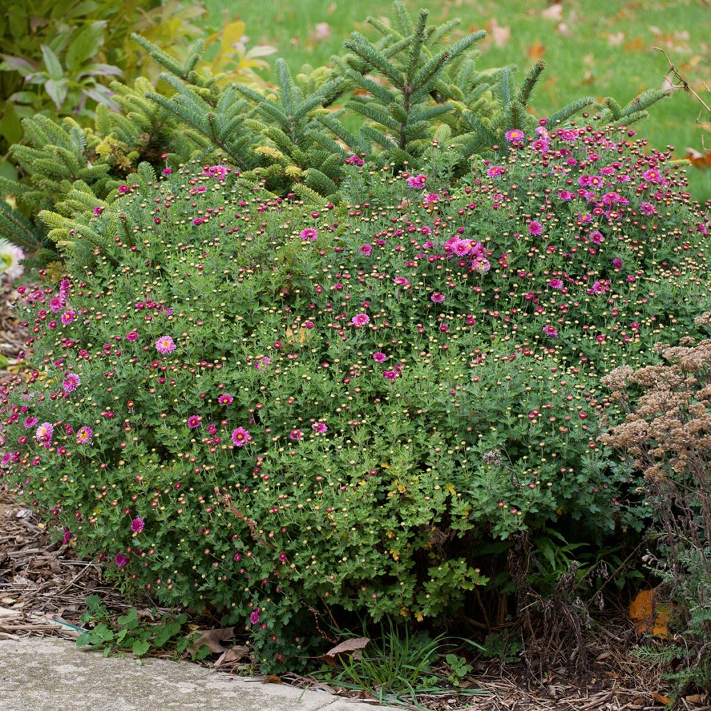 Chrysanthemum indicum Mei Kyo