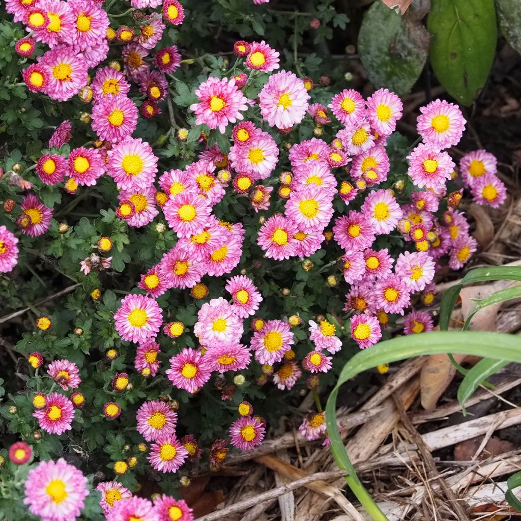 Chrysanthemum indicum Mei Kyo