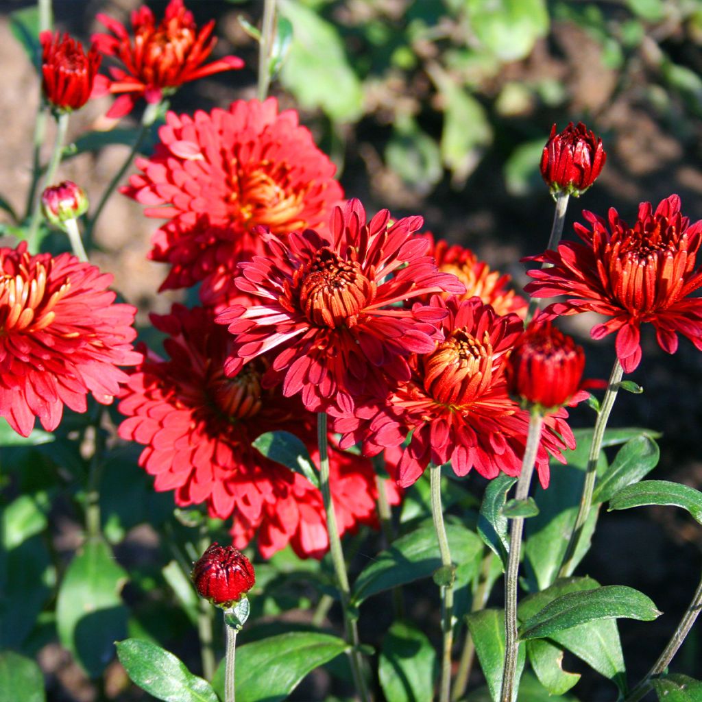 Chrysanthemum Rehauge