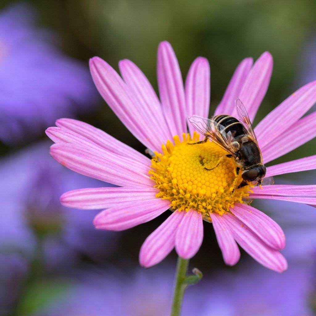 Chrysanthemum rubellum Clara Curtis