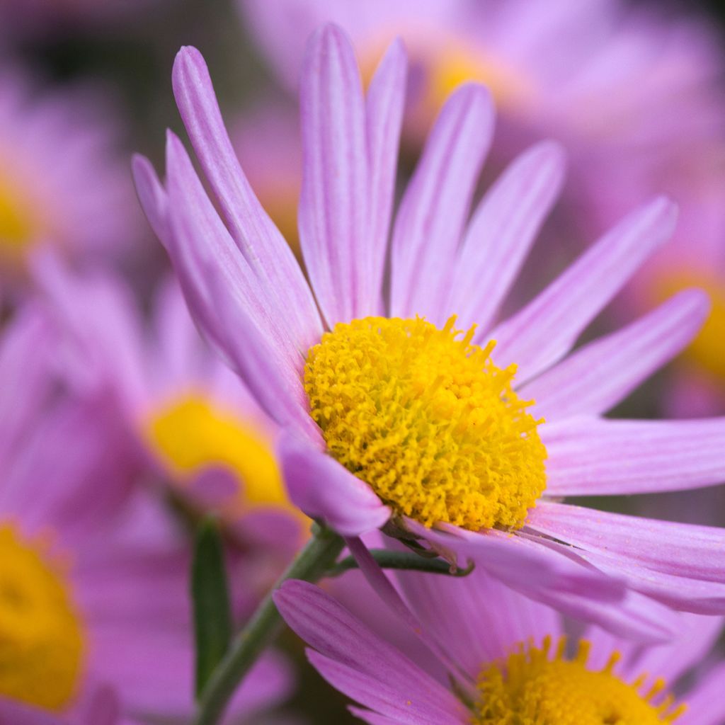 Chrysanthemum rubellum Clara Curtis