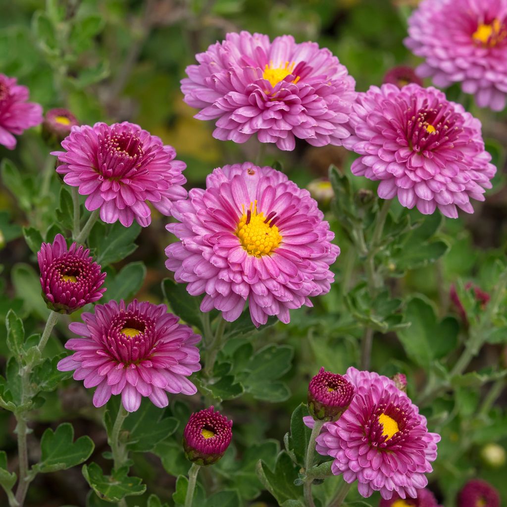 Chrysanthemum indicum Anastasia