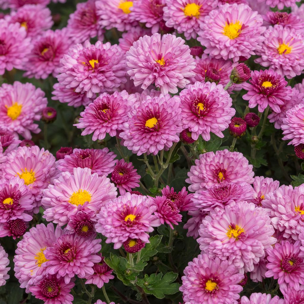 Chrysanthemum indicum Anastasia