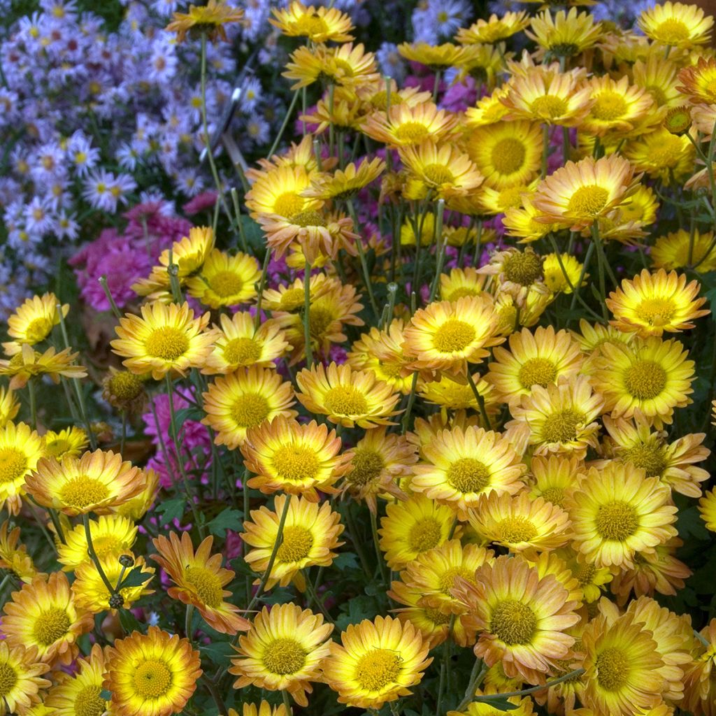 Chrysanthemum rubellum Last Sun