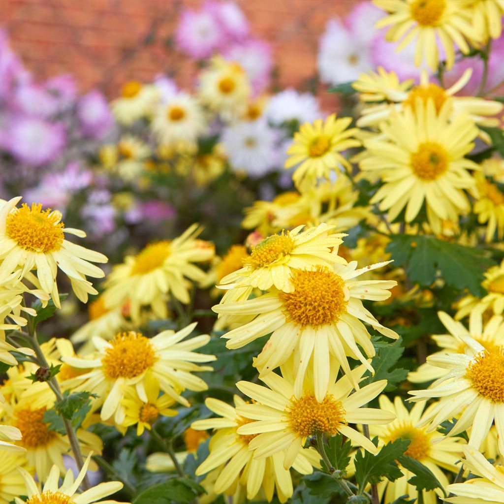 Chrysanthemum arcticum Schwefelglanz, Marguerite