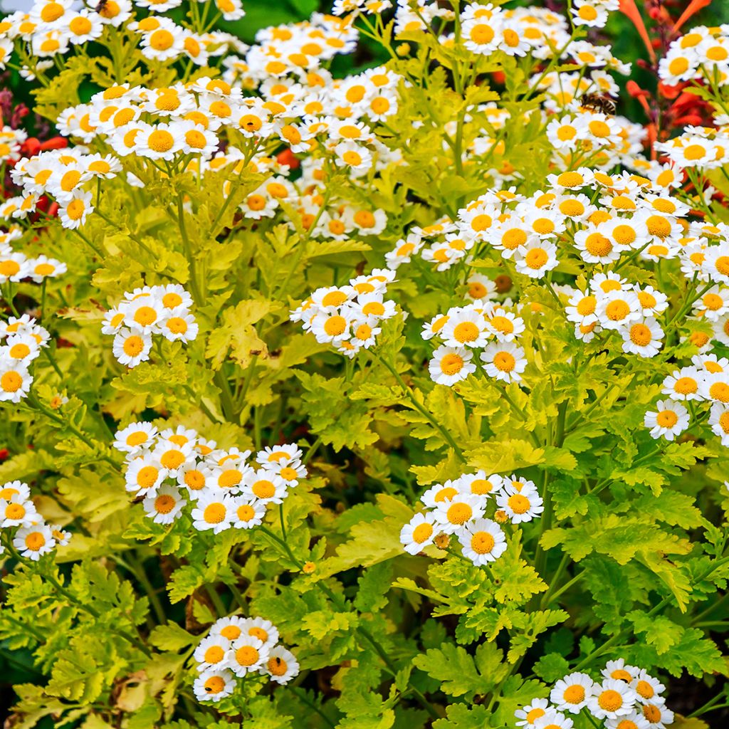 Chrysanthemum parthenium Aureum