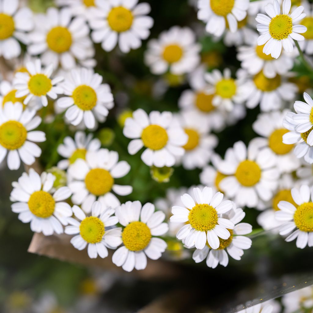 Chrysanthemum parthenium Aureum