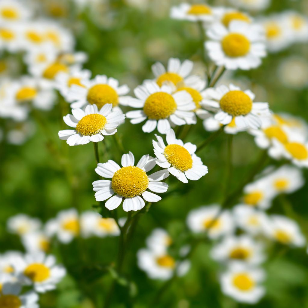 Chrysanthemum parthenium Aureum