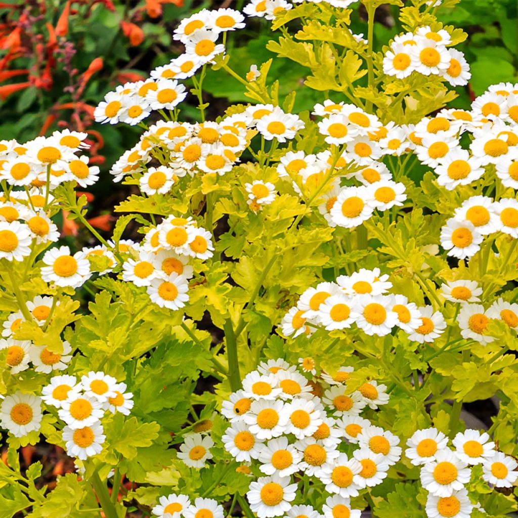 Chrysanthemum parthenium Aureum